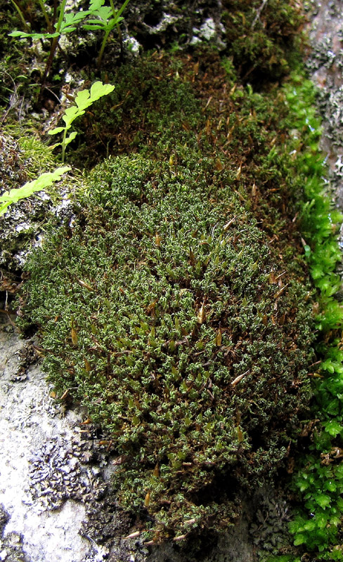 Encalypta rhaptocarpa